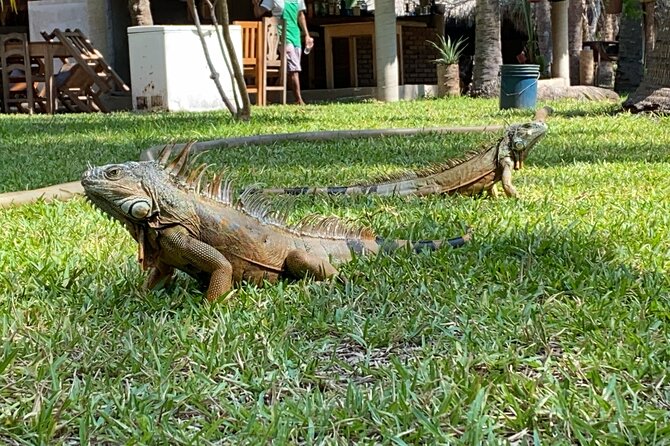 Half-Day Tour to Ventanilla, Mazunte, Zipolite and Puerto Angel - Puerto Ángel Beach Time: Swim Options Plus Optional Lunch