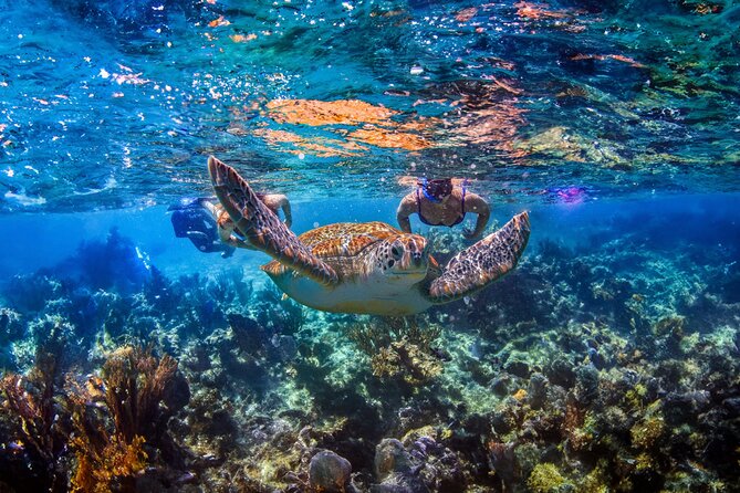 Hidden Cenote Swim: Snorkeling, Sea Turtles and Beachside Lunch - Key Highlights You’ll Actually Care About