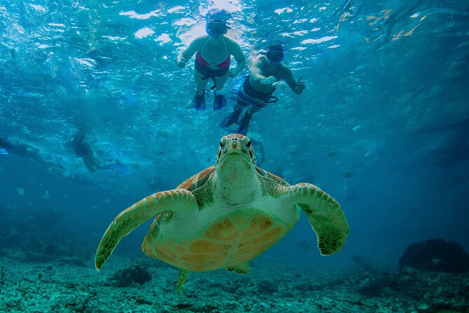Hidden Cenote Swim: Snorkeling, Sea Turtles and Beachside Lunch - Price and Logistics That Affect Real Value