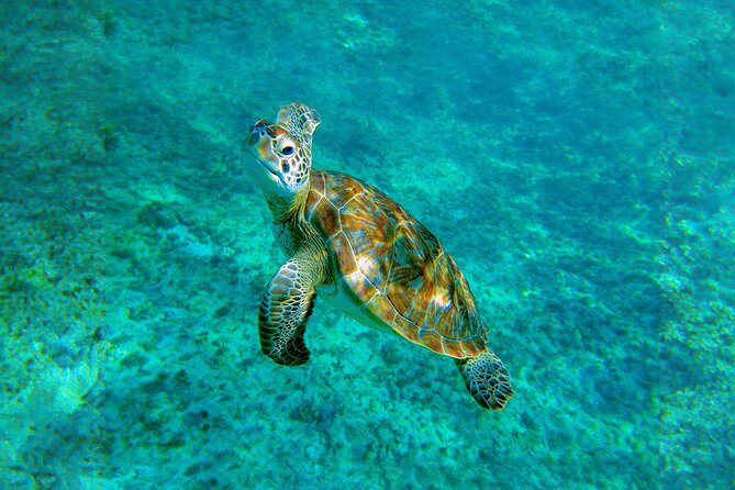 Hidden Cenote Swim: Snorkeling, Sea Turtles and Beachside Lunch - Punta Venado Beach Club Lunch: The Recharge Stop