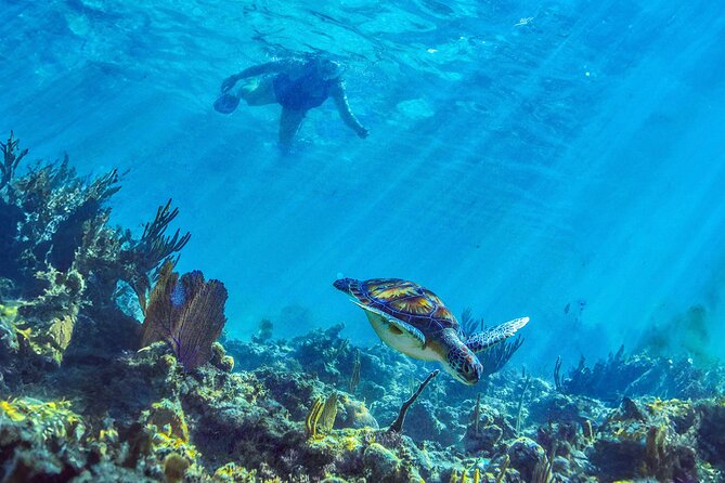 Hidden Cenote Swim: Snorkeling, Sea Turtles and Beachside Lunch - Guides and Drivers: The Human Part You Feel in the Water