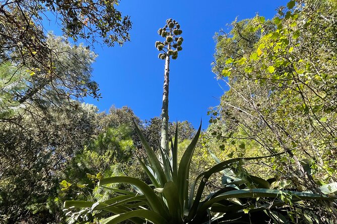 Hiking in the Sierra Norte of Oaxaca - Value for $161.30: Why This Day Is More Than a Walk
