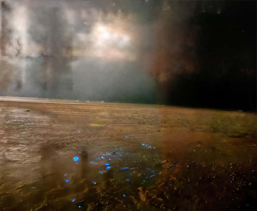 Holbox: Bioluminescence by Kayak and Stargazing. - Who this Holbox night kayak experience suits best