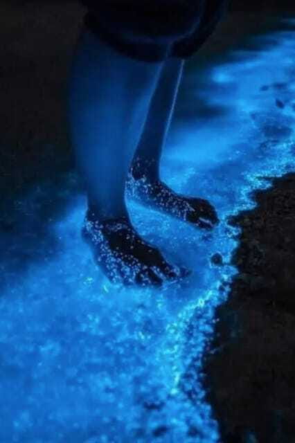 Holbox: Guided Bioluminescence Kayaking Tour - Pickup, Timing, and How to Show Up Ready