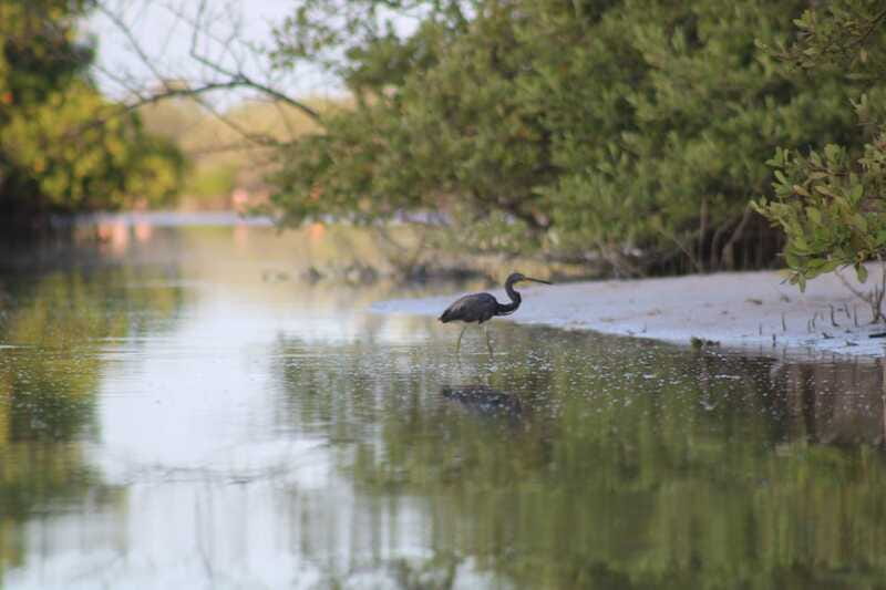 Holbox: Guided Sunrise/Sunset Kayak Tour by Mangrove Reserve - Gear, snacks, and staying comfy when you inevitably get wet