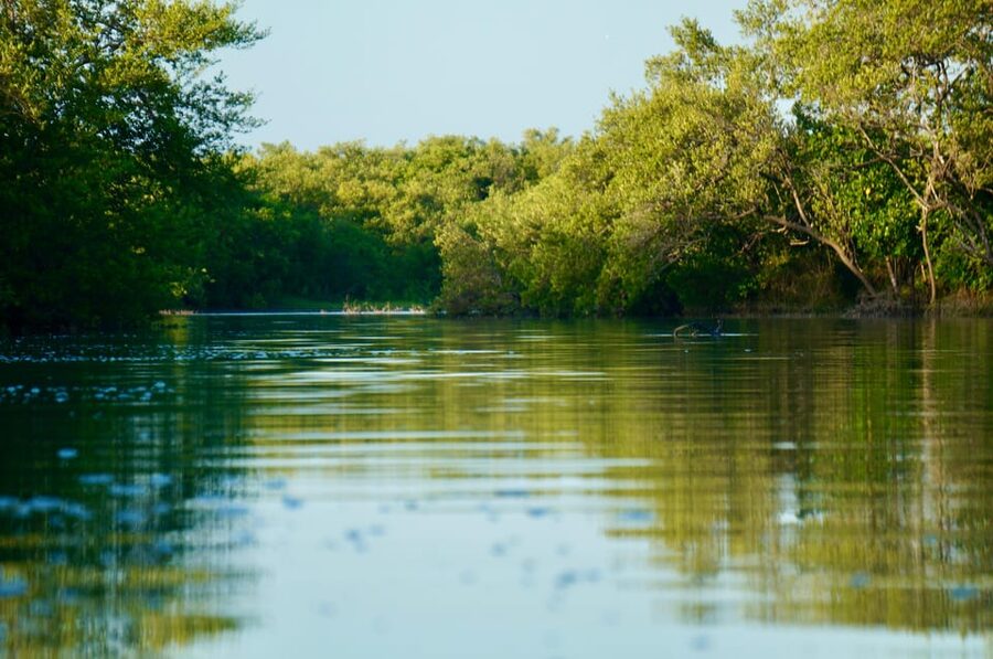 Holbox: Mangrove Sunset Kayak Tour - Wildlife spotting, the calm way: birds plus American crocodiles