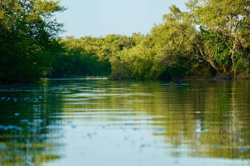 Holbox: Mangrove Sunset Kayak Tour - Mangroves, quiet water, and the snack break