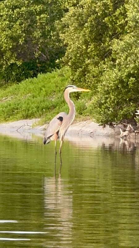 Holbox: Mangrove Sunset Kayak Tour - Price and value: is $55 worth it?
