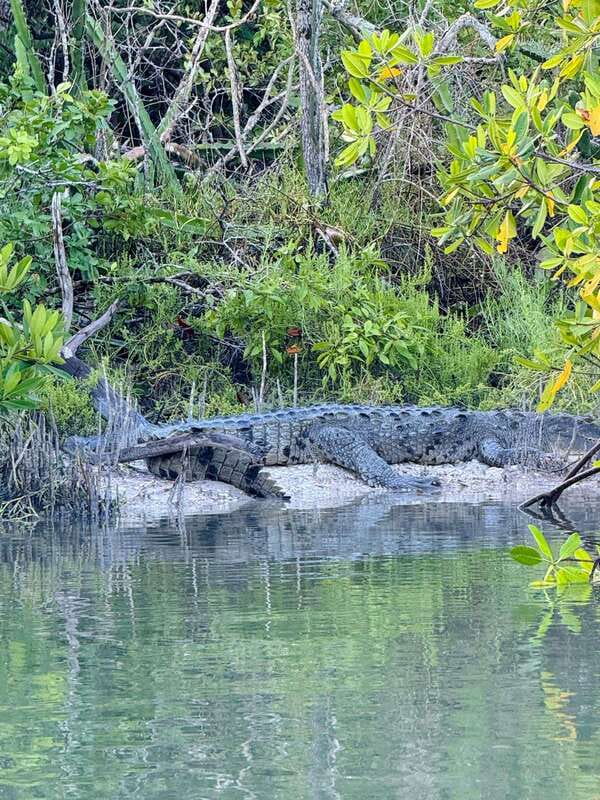 Holbox: Sunrise & Mangrove Kayak Tour - Why this Holbox sunrise kayak feels different from the usual tour