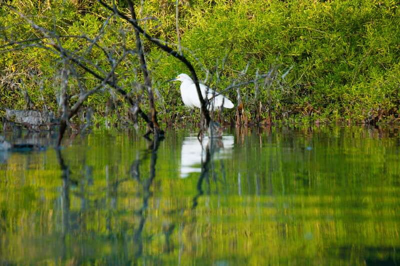 Holbox: Sunrise & Mangrove Kayak Tour - Crocodiles you see from a respectful distance, plus the birds that stole the show