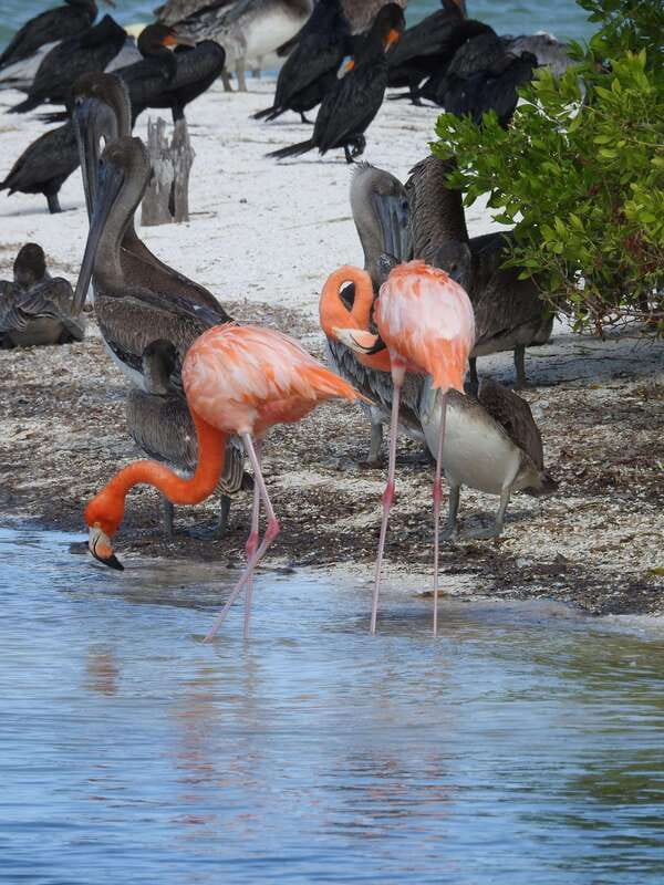 Holbox: Yum Balam Reserve Classic Boat Tour - Key things to know before you go