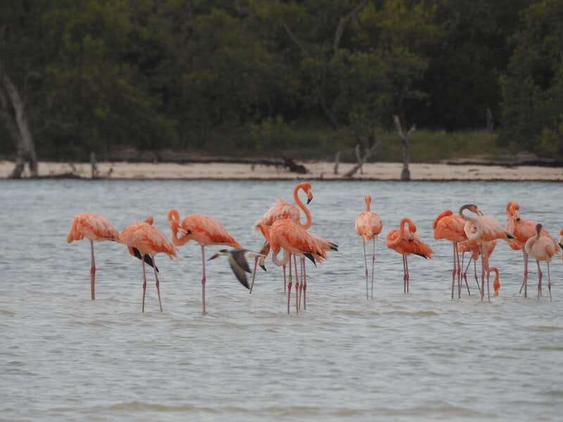 Holbox: Yum Balam Reserve Classic Boat Tour - How the 3-hour timing usually plays out (and why you shouldn’t fear it)