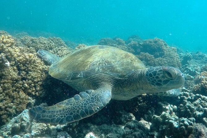 holy spirit island tour - Should You Book Alonso Tours for Isla Espíritu Santo (Holy Spirit Island)?