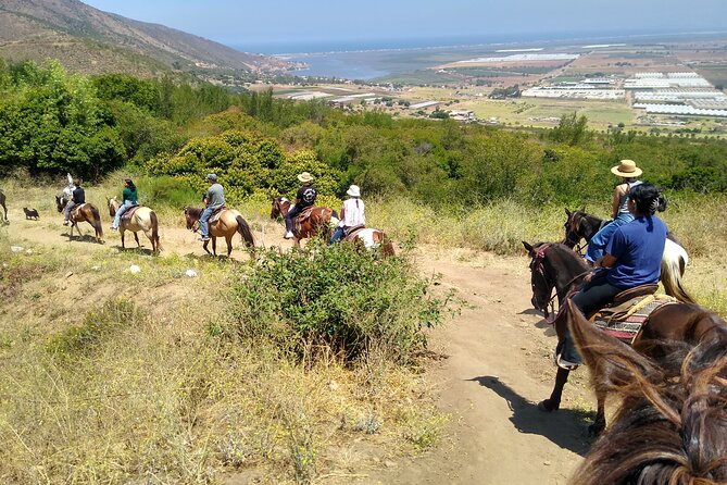 Horseback Mountain Trail Ride - Trail Time Through Baja Sage, Jojoba, And Wildflowers