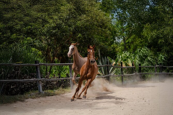 Horseback Riding and Cenote Swim from Cancun or Playa del Carmen - Cenote Swim: Towels, Lockers, Changing Areas, and How to Handle the Water