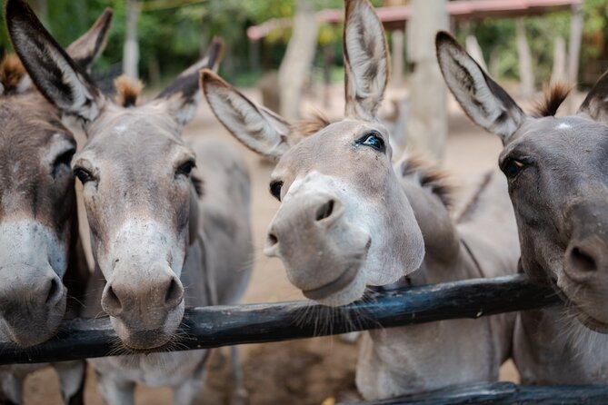 Horseback Riding and Cenote Swim from Cancun or Playa del Carmen - What the $120 Price Covers, and Where You Might Spend Extra
