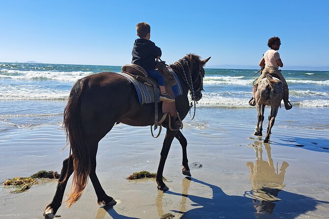 Horseback Riding on the Beach from Ensenada - The Horses and the Pace: What You Really Ride for 1.5 Hours