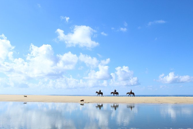 Horseback Riding Tour in Cabo San Lucas - The ride itself: desert trail, 20-foot cacti, and ocean canters