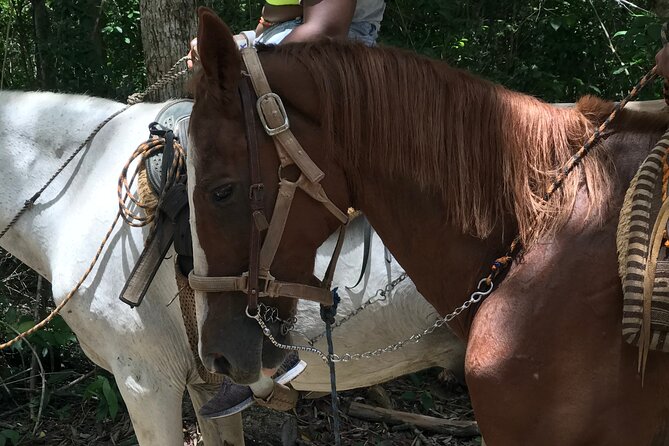 Horseback riding with ATV, zip lines and cenote, lunch and transfer - Mayan cenote swim: ladder, zip line option, and the big drop