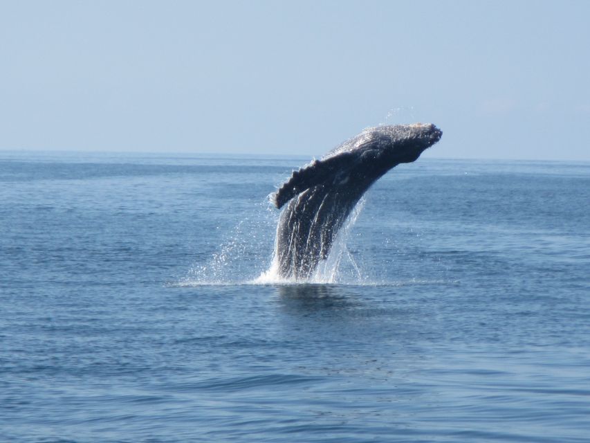 Huatulco: Bays Boat Tour with Snorkeling and Hotel Pickup - The guide, timing, and language expectations