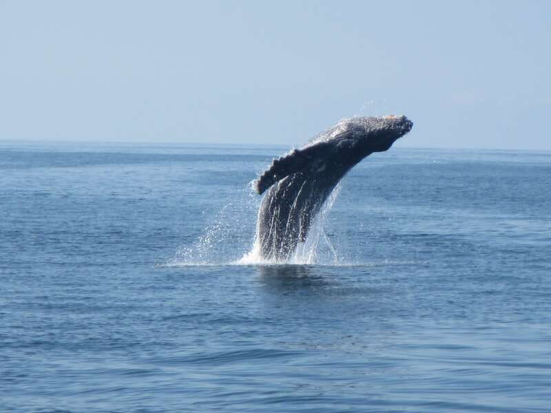 Huatulco: Bays Boat Tour with Snorkeling and Hotel Pickup - Who should book this tour, and who should skip it