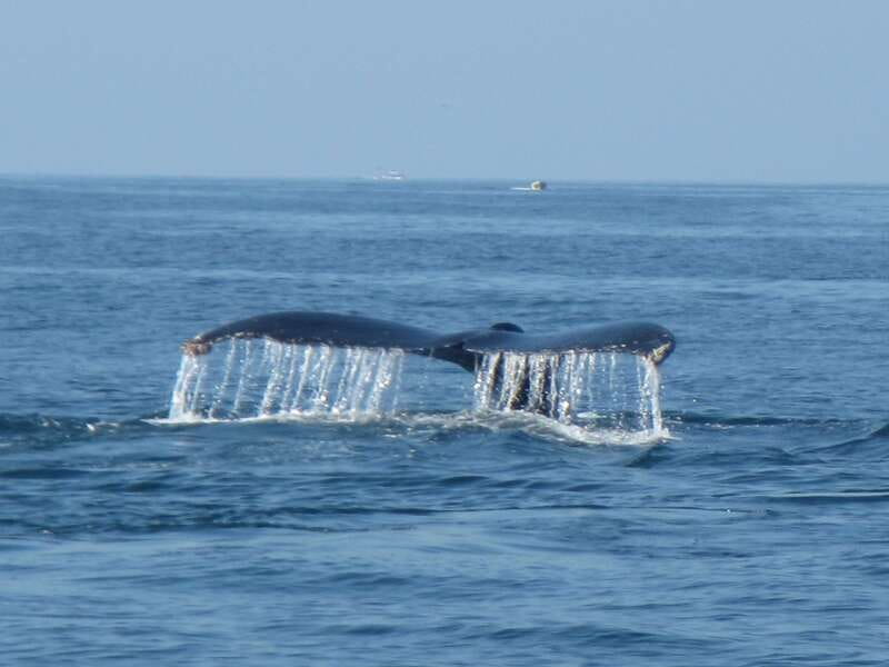 Huatulco: Bays Boat Tour with Snorkeling and Hotel Pickup - Should you book the Huatulco Bays Boat Tour?