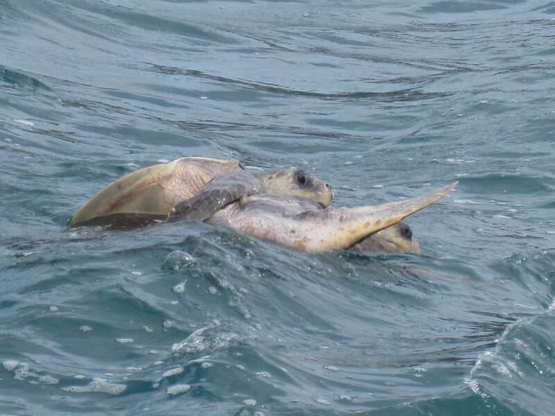 Huatulco: Premium Boat Tour with snorkel experience. - What to Bring for a Smooth, No-Fuss Day in the Water