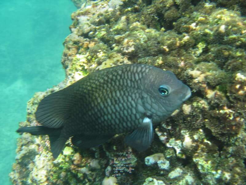 Huatulco: Premium Boat Tour with snorkel experience. - The Crowd Factor and the Small Friction Points to Expect