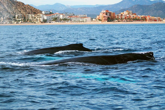 Humpback Whales in Cabo San Lucas - What the 2.5 hours feel like on the water