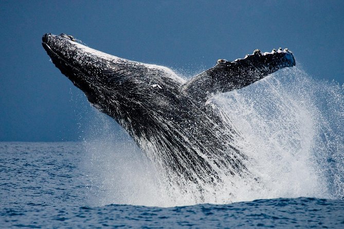 Humpback Whales in Cabo San Lucas - Morning departures at 08:00 or 11:00 for calmer water