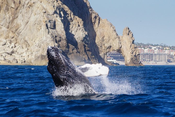 Humpback Whales in Cabo San Lucas - Tips that make whale watching easier, eat first and plan for motion