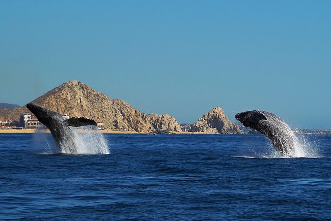 Humpback Whales in Cabo San Lucas - How close humpbacks can feel when the crew finds action