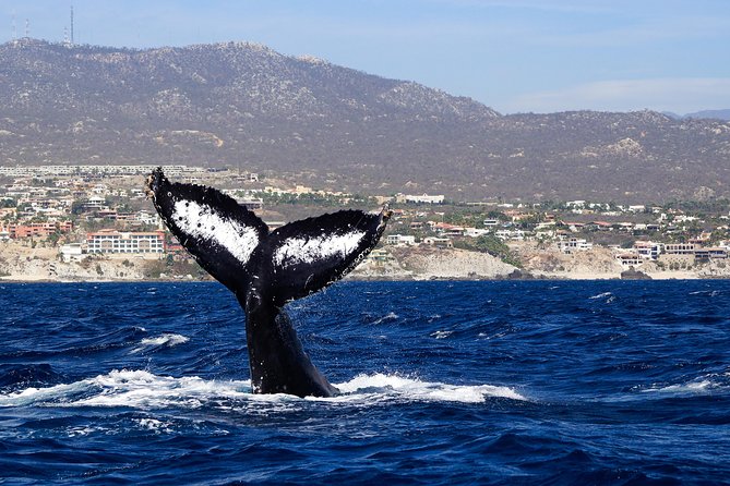 Humpback Whales in Cabo San Lucas - Small-group limits that keep the trip personal