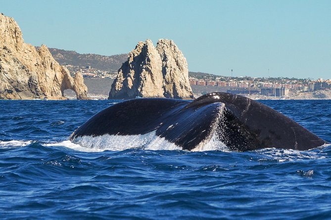 Humpback Whales in Cabo San Lucas - The marine biologist makes the difference, not just the whales