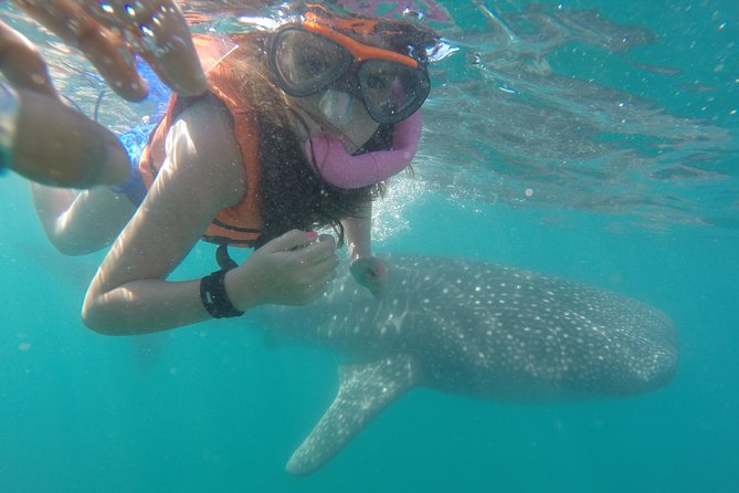Intimate Eco-Friendly Whale Shark Encounter - Premium Service - Key highlights worth planning for