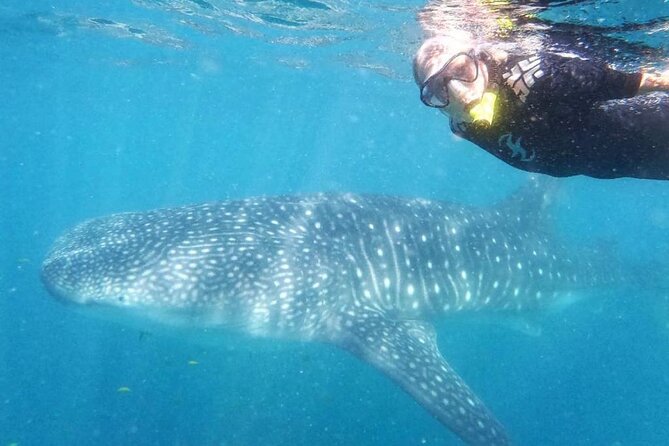 Intimate Eco-Friendly Whale Shark Encounter - Premium Service - Why this La Paz whale shark trip feels premium