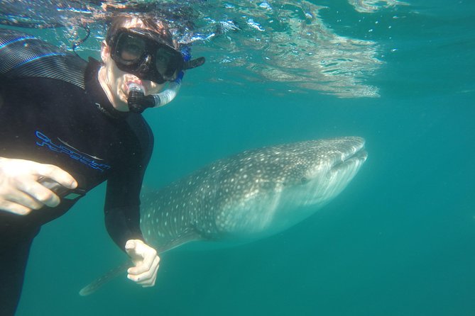 Intimate Eco-Friendly Whale Shark Encounter - Premium Service - Cruising the sanctuary area: what the captain and guide do on the boat