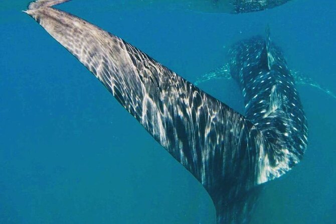 Intimate Eco-Friendly Whale Shark Encounter - Premium Service - Your time in the water: why you get more swims and better control