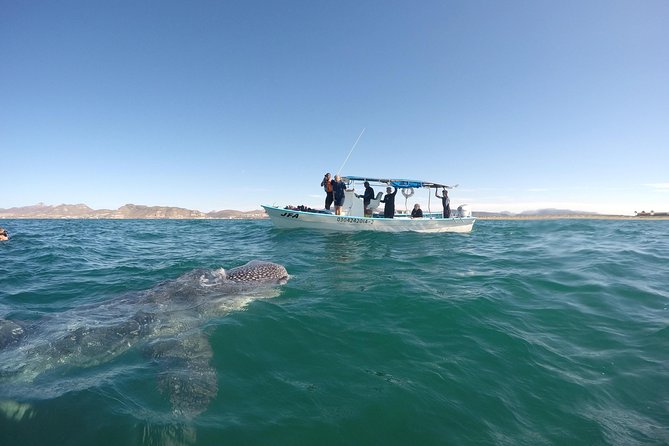 Intimate Eco-Friendly Whale Shark Encounter - Premium Service - Snacks, drinks, and the plastic-free water detail