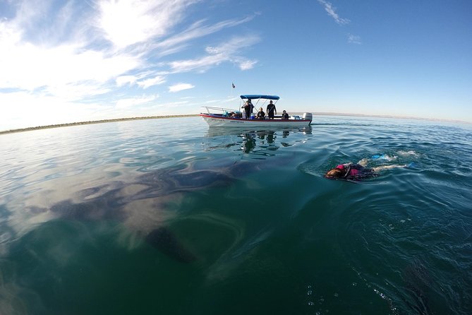 Intimate Eco-Friendly Whale Shark Encounter - Premium Service - The guides: the human touch makes the difference