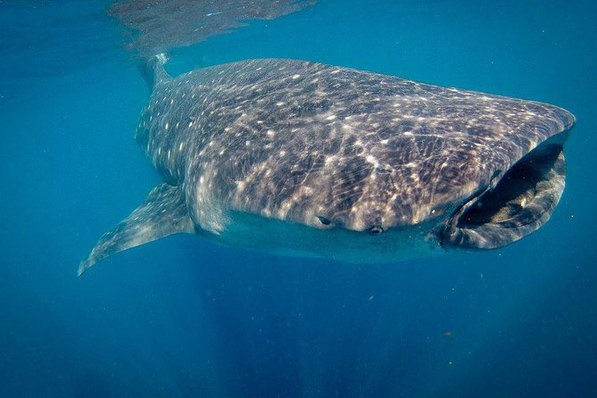 Intimate Eco-Friendly Whale Shark Encounter - Premium Service - Price and value: what you’re paying for at $268.24