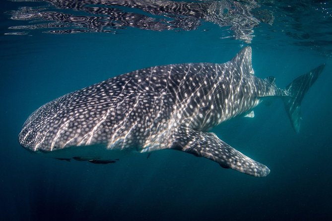 Intimate Eco-Friendly Whale Shark Encounter - Premium Service - Meeting point at The Dock Cafe, and why the start matters