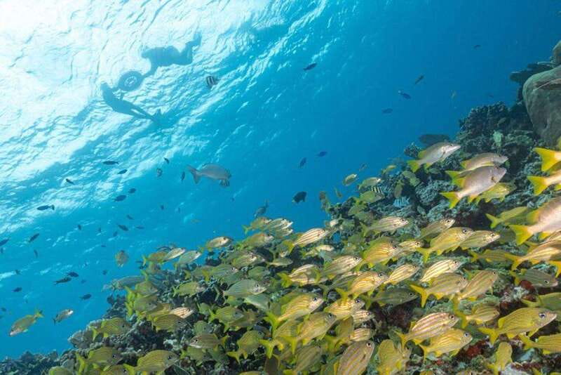 Isla Mujeres: Snorkel Tour at Musa and Manchones Reef - Key things I’d zero in on