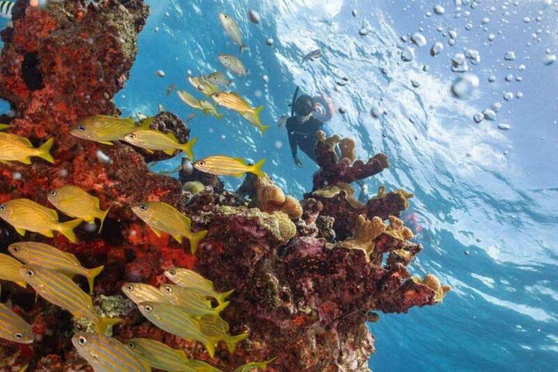 Isla Mujeres: Snorkel Tour at Musa and Manchones Reef - Isla Mujeres: what this 4-hour snorkel trip is really like