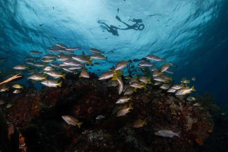 Isla Mujeres: Snorkel Tour at Musa and Manchones Reef - The Manchones Reef swim: where stingrays, turtles, and corals take over
