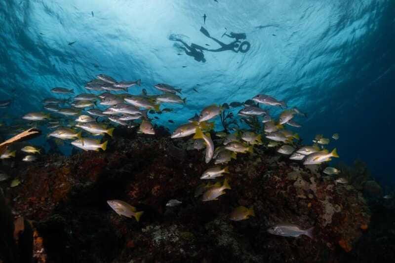 Isla Mujeres: Snorkel Tour at Musa and Manchones Reef - Gear, safety, and what to expect in the water