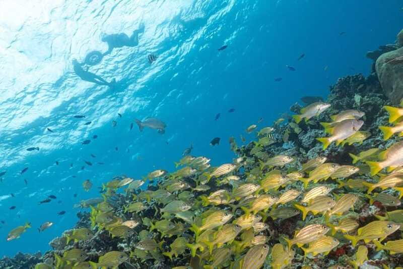 Isla Mujeres: Snorkel Tour at Musa and Manchones Reef - Who should book this tour, and who should skip it