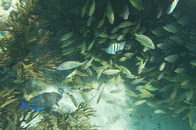 Isla Mujeres: Snorkeling Adventure at the Underwater Museum - How the 3.5-hour plan flows on the water