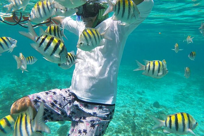 Isla Mujeres: Snorkeling Adventure at the Underwater Museum - Stop 2: Sac Bajo Reef, where wildlife is the main event