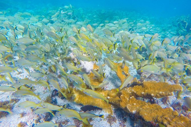 Isla Mujeres Snorkeling Tour Adventure - Snorkeling gear and guidance: beginner-friendly, with one important constraint